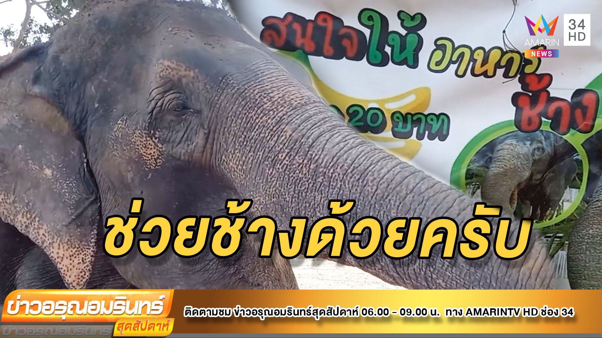 พิษโควิด-19 ทำช้างตกงาน ควาญพาขายอาหารข้างทางสู้ชีวิต  | ข่าวอรุณอมรินทร์ | 20 มิ.ย. 64 | AMARIN TVHD34