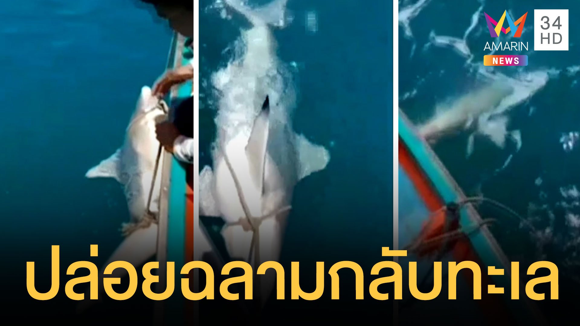 ชาวประมงปล่อยฉลามแม่ลูกอ่อนกลับทะเล | ข่าวอรุณอมรินทร์ | 20 มิ.ย. 64 | AMARIN TVHD34