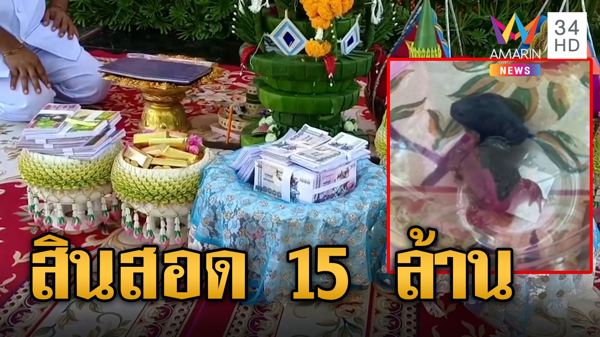 หนึ่งเดียวในโลก! อึ่งลาวยกขันหมากขอแต่งอึ่งอ่างสาวไทย สินสอด 15 ล้าน | ข่าวอรุณอมรินทร์ | 10 ก.ค. 66 | AMARIN TVHD34