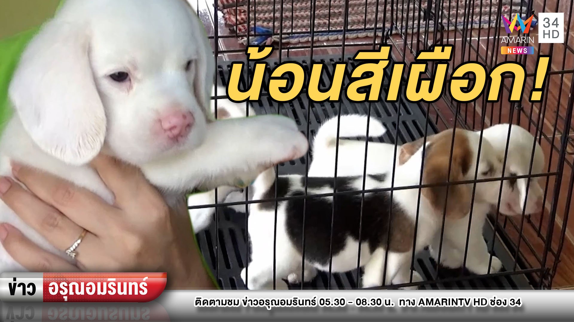 “น้องเมฆ” ลูกสุนัขพันธุ์บีเกิลสีขาวเผือก หนึ่งเดียวในไทย | ข่าวอรุณอมรินทร์ | 24 มี.ค. 64 | AMARIN TVHD34