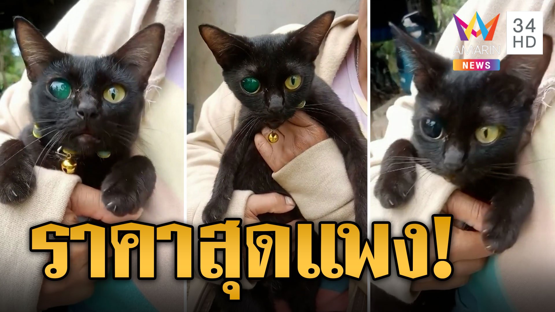 แปลกแต่จริง แมวตาเพชรมรกต ชาวเน็ตฮือฮาเผยราคาสุดแพง | ข่าวอรุณอมรินทร์ | 22 ก.ย. 66 | AMARIN TVHD34