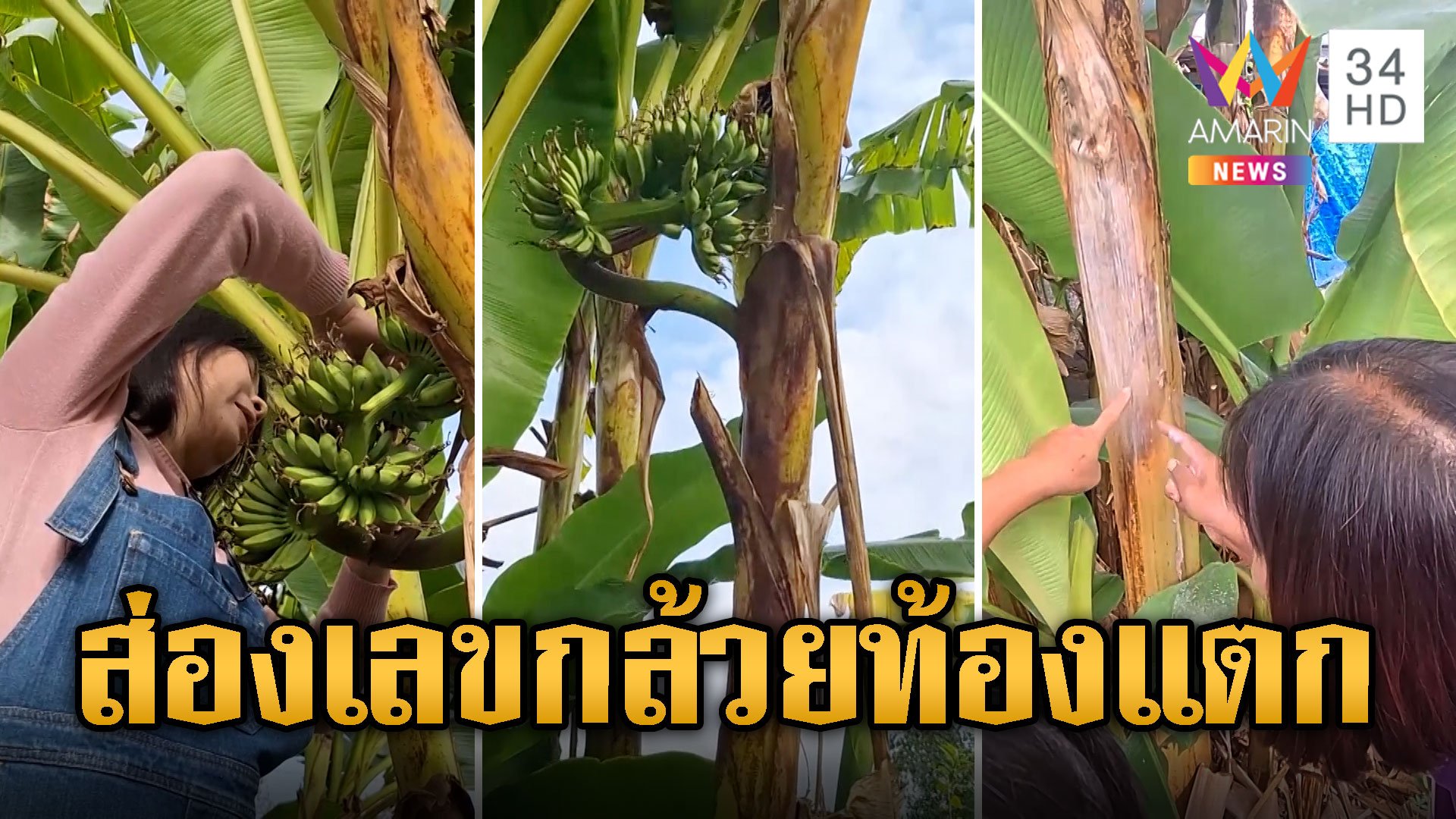 แห่ส่องเลขต้นกล้วยแปลก ท้องแตกออกลูกไร้ปลี | ข่าวอรุณอมรินทร์ | 24 ธ.ค. 66 | AMARIN TVHD34