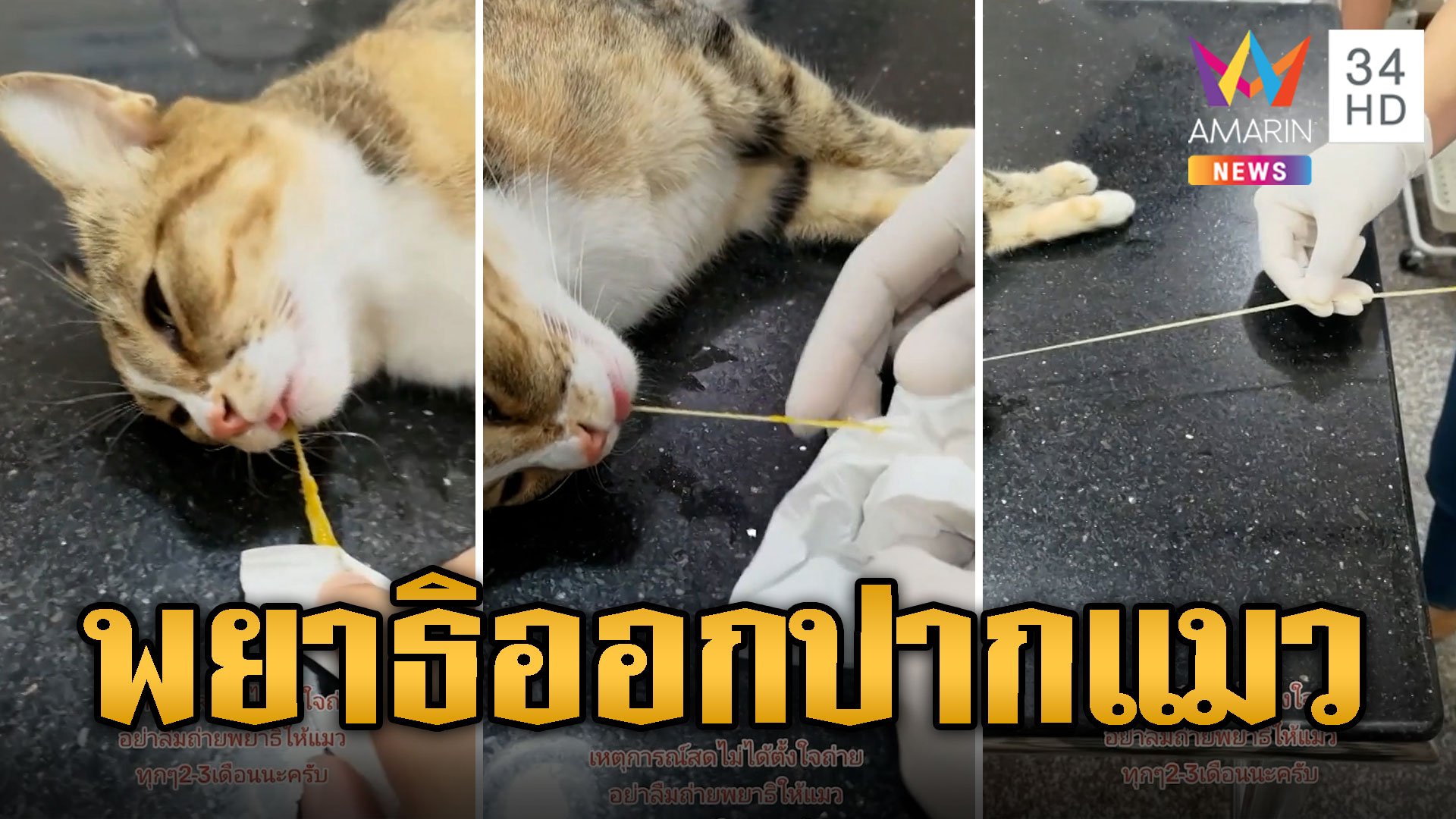 ร้องลั่นคลินิก! วางยาสลบแมว พยาธิอยู่ไม่ได้คลานออกจากปากตอนหลับ | ข่าวอรุณอมรินทร์ | 27 ธ.ค. 66 | AMARIN TVHD34
