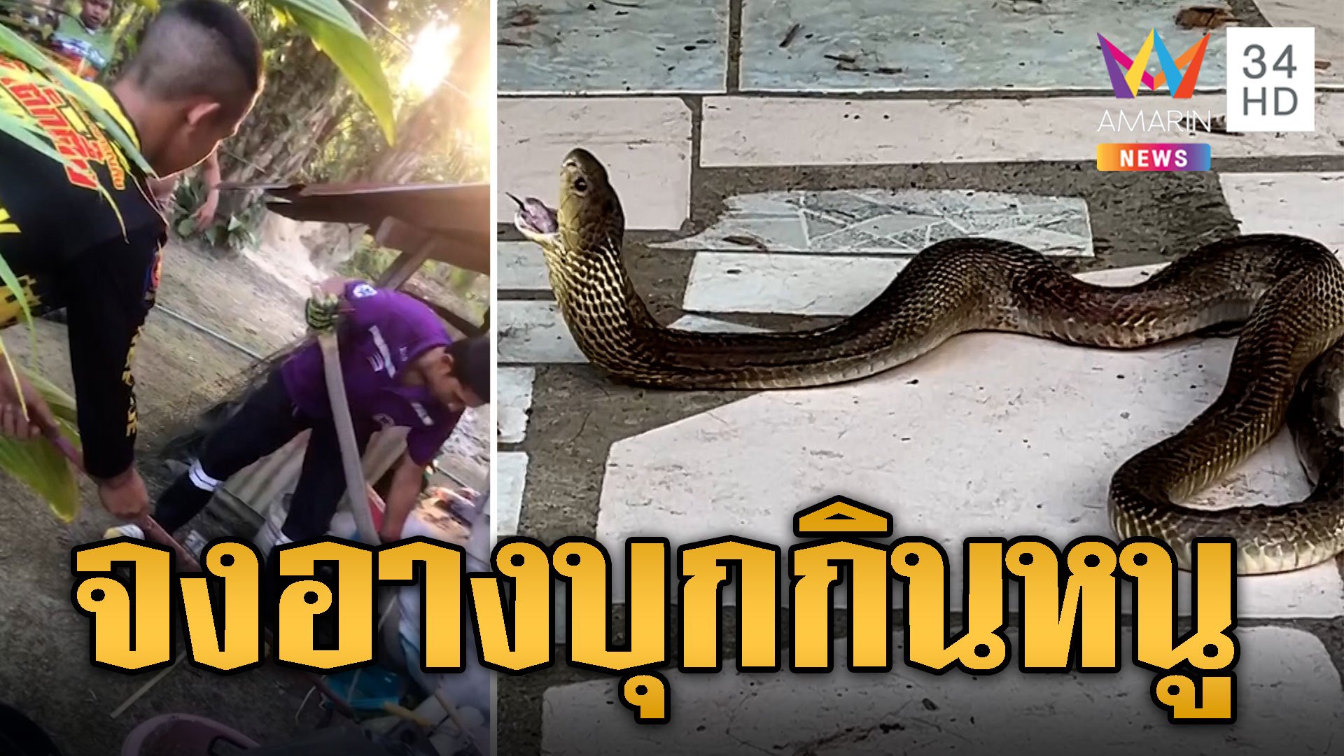 สุดสะพรึง! งูจงอาง 3 เมตร บุกกินหนูในบ้าน | ข่าวอรุณอมรินทร์ | 8 ก.พ. 67 | AMARIN TVHD34