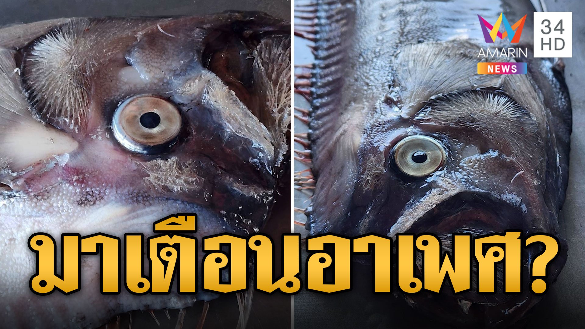 สัญญาณเตือน? ปลาพญานาคโผล่ทะเลไทย เชื่อจะเกิดอาเพศ | ข่าวอรุณอมรินทร์ | 5 ม.ค. 67 | AMARIN TVHD34