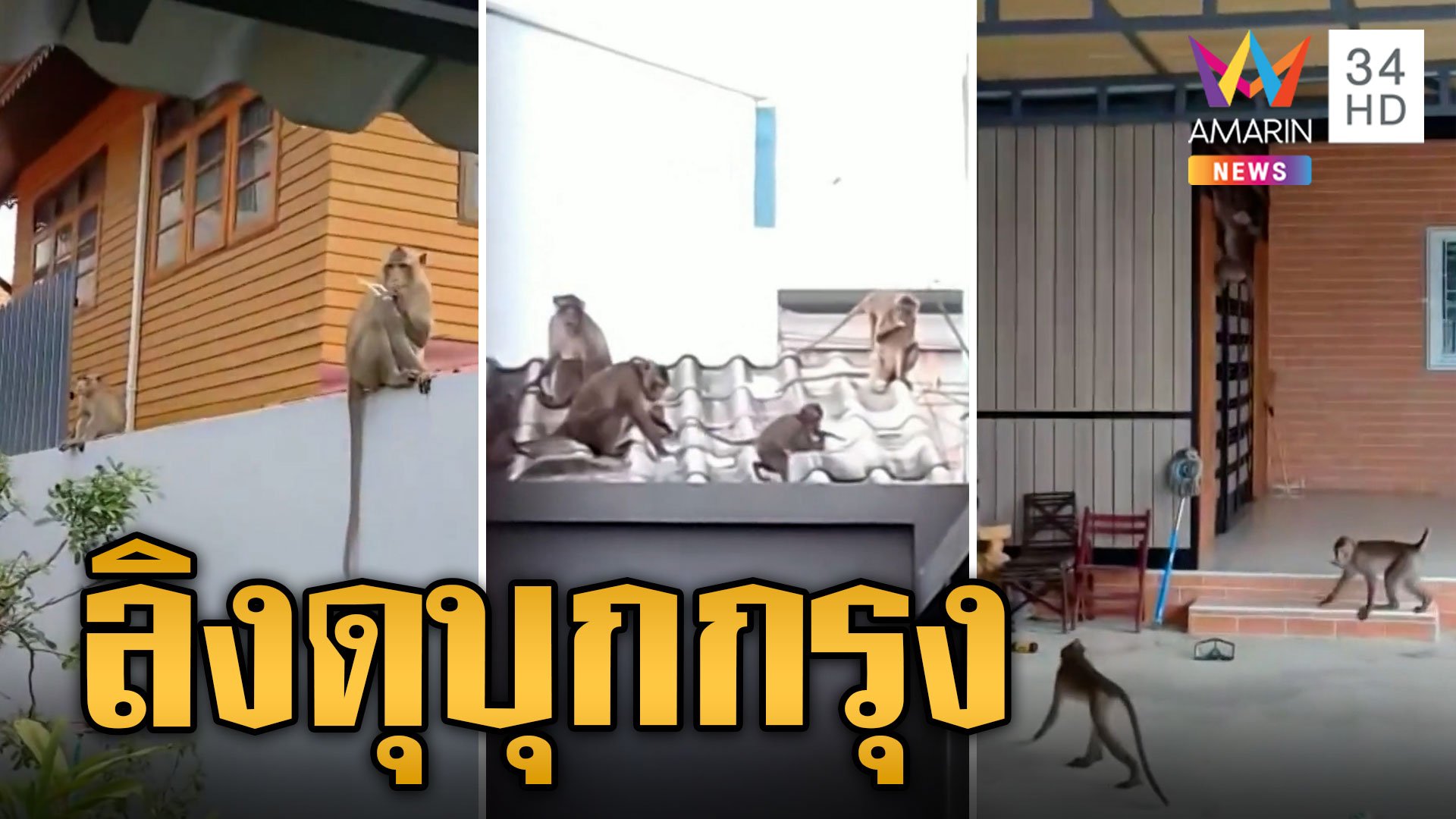ลิงแสมบุกกรุง มาเป็นฝูงเปิดบ้านรื้อของพังพินาศ | ข่าวอรุณอมรินทร์ | 8 ต.ค. 66 | AMARIN TVHD34