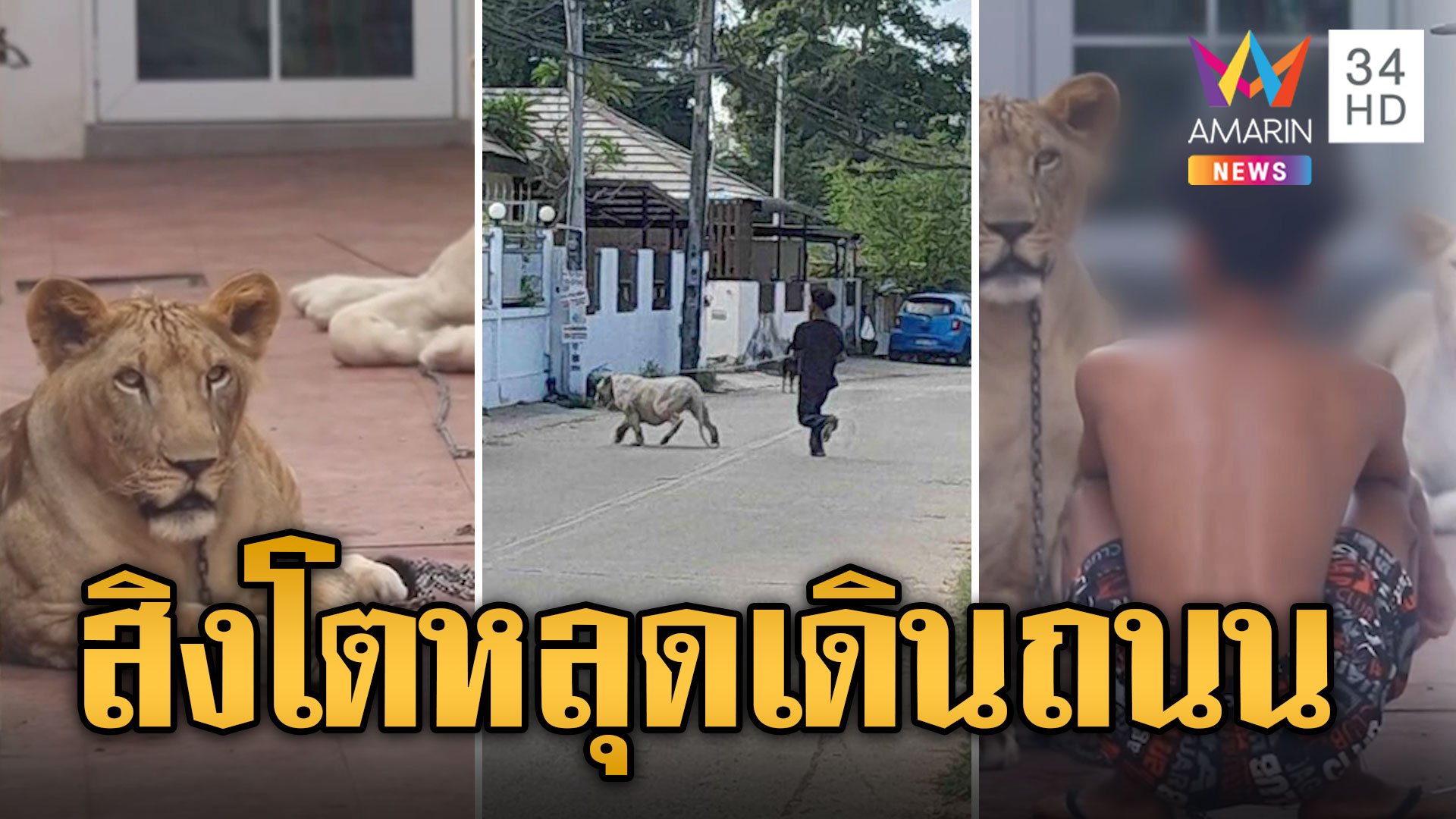 ผวาอีกแล้ว! สิงโต 2 ตัว หลุดออกมาเดินกลางถนน | ข่าวเที่ยงอมรินทร์ | 25 ม.ค. 67 | AMARIN TVHD34