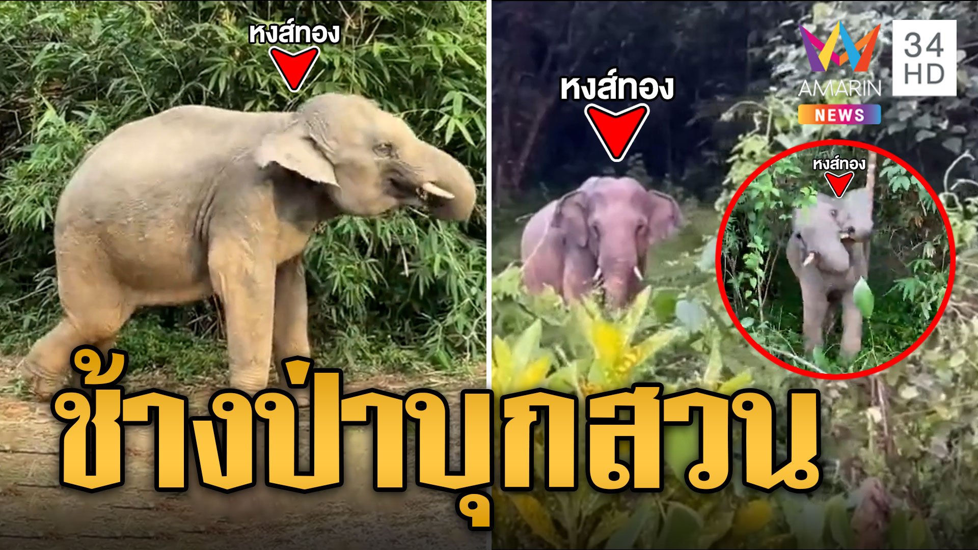 หงส์ทอง ช้างป่าจ่าโขลงโชว์สเต็ปเต้น หลังถูก จนท.ไล่กลับเข้าป่า | ข่าวเที่ยงอมรินทร์ | 24 ต.ค. 66 | AMARIN TVHD34