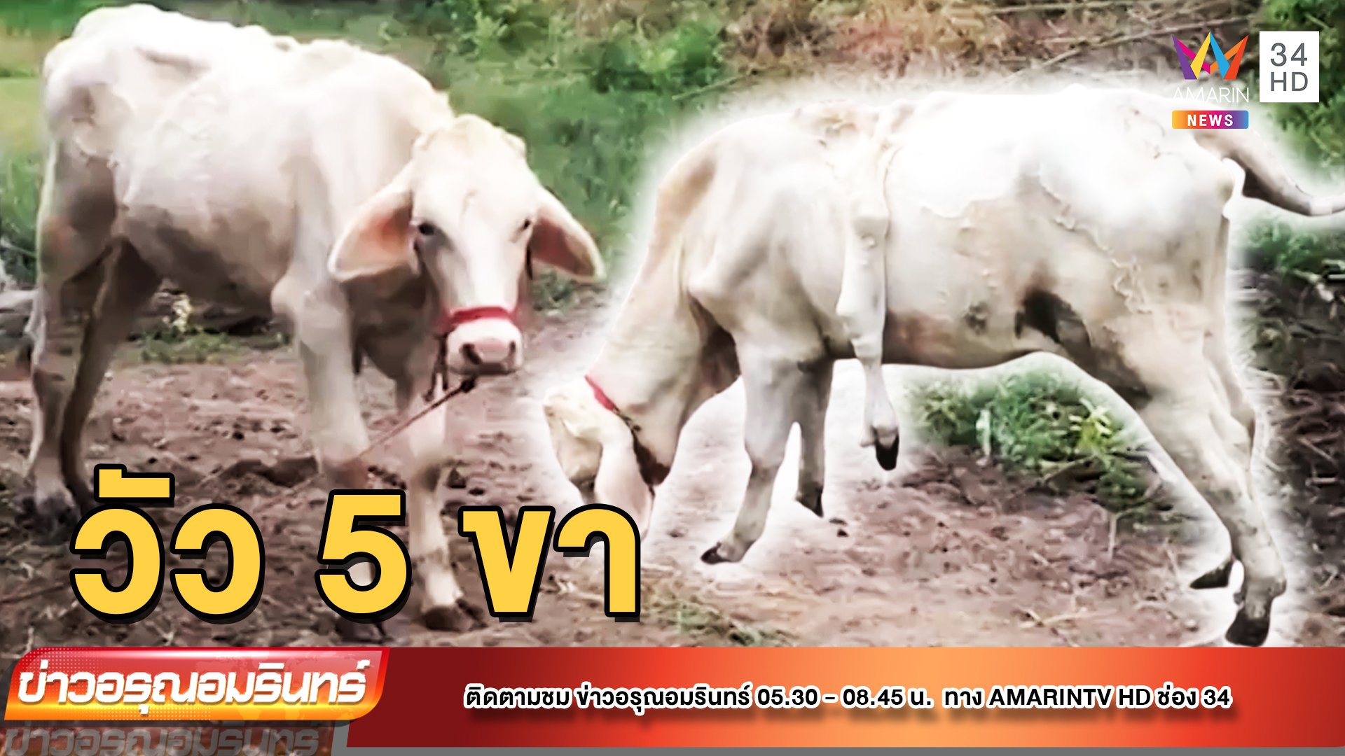 สุดแปลก! วัว 5 ขา ขาที่ 5 มีโผล่ออกจากท้อง | ข่าวอรุณอมรินทร์ | 12 ต.ค. 65 | AMARIN TVHD34