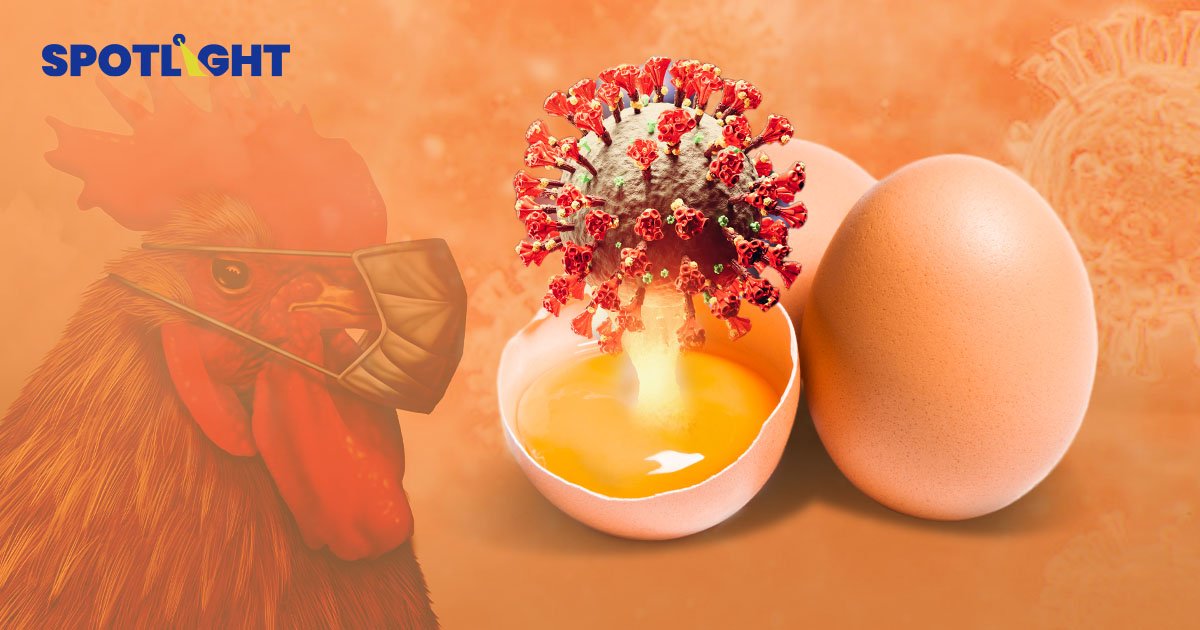 Eggflation ไข้หวัดนกทำราคาไข่เฟ้อในสหรัฐฯ-ญี่ปุ่น ไทยได้อานิสงส์ส่งออก