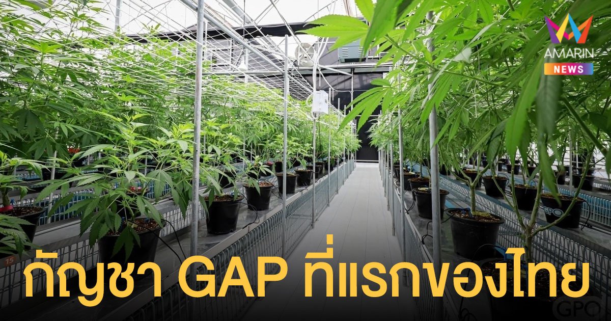 ไฟเขียว องค์การเภสัชกรรม ผลิต กัญชา GAP แห่งแรกของไทย 2.4 ไร่ ที่ชลบุรี 