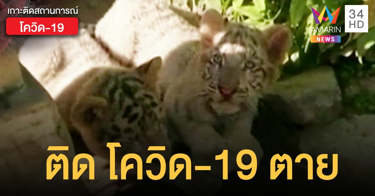 "ลูกเสือขาว" ในสวนสัตว์ปากีสถาน 2 ตัว ติดโควิด-19 ตาย