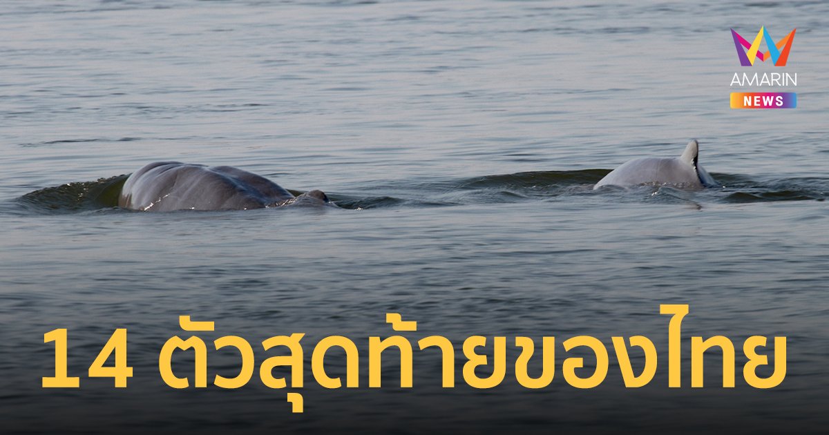 "โลมาอิรวดี" ในทะเลสาบสงขลา เหลือ 14 ตัวสุดท้าย ก่อนสูญพันธุ์จากไทย 