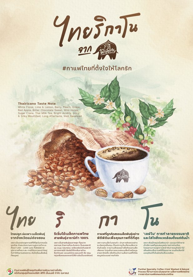 ไทยริกาโน (Thairicano)  กาแฟอาราบิก้า 100% จากแม่ฮ่องสอน โดย พันธุ์ไทย