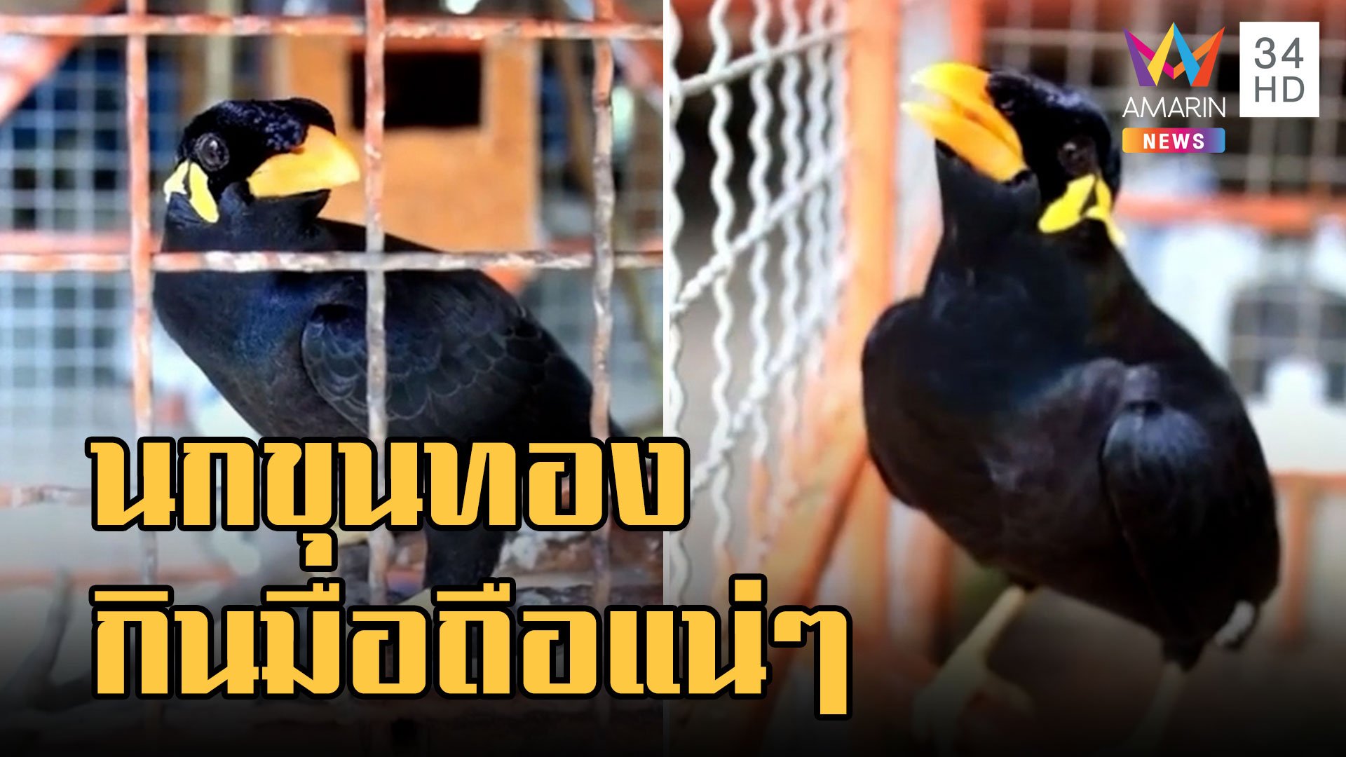"เจ้าฝอยทอง" นกขุนทองเลียนแบบเสียงมือถือ บอกเลยเหมือนมาก! | ข่าวอรุณอมรินทร์ | 2 พ.ย. 65 | AMARIN TVHD34