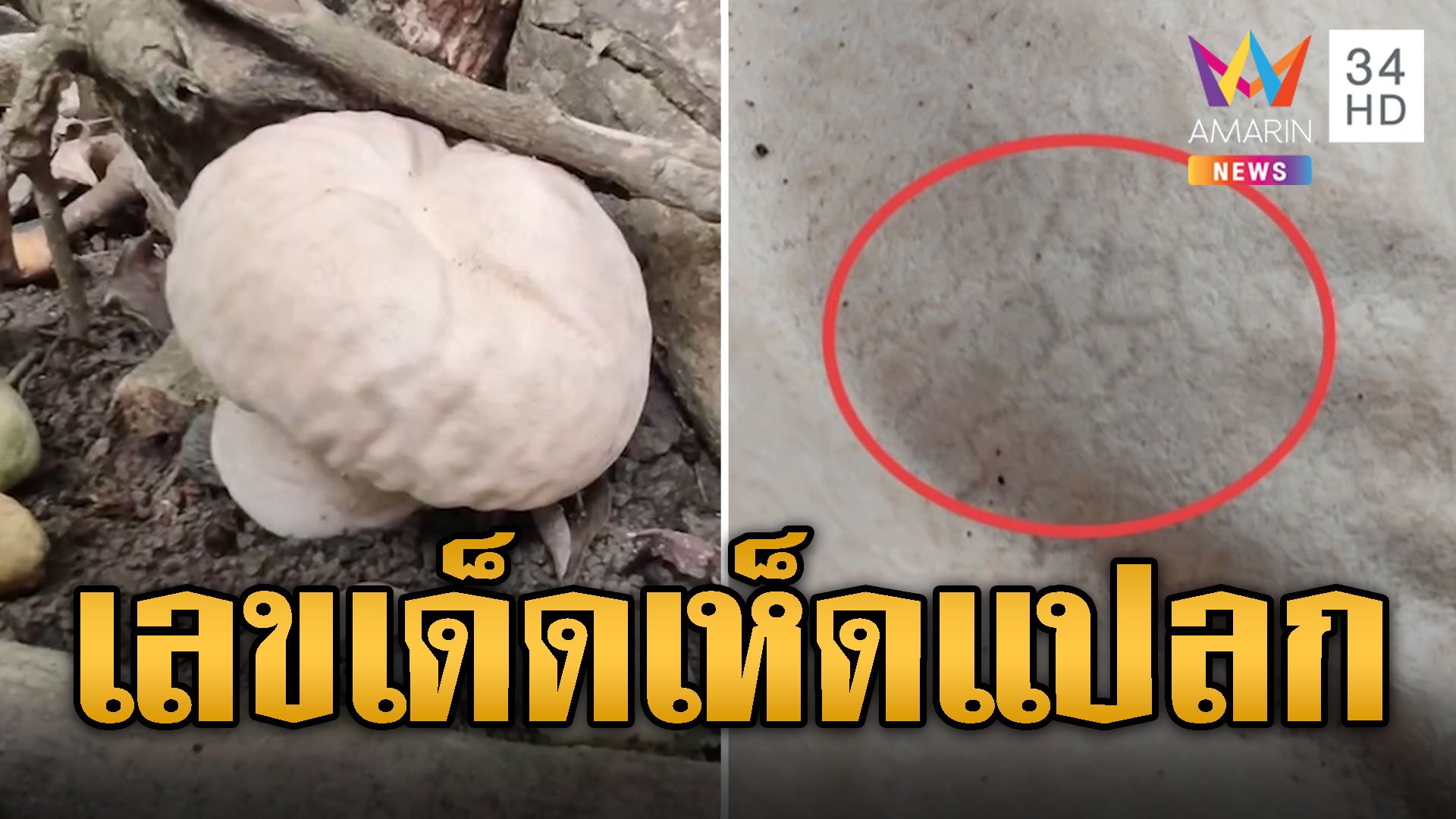 ฮือฮา! ชาวบ้านแห่ส่องเลขเด็ด เห็ดแปลก สัญชาติฝรั่งเกิดที่ไทย | ข่าวอรุณอมรินทร์ | 22 พ.ค. 67 | AMARIN TVHD34