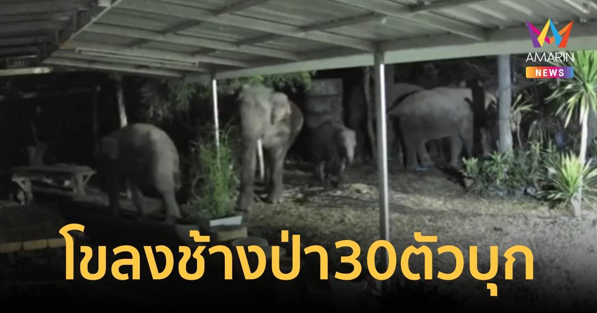 ช้างป่าภูกระดึง 30 ตัว บุกกินพืชไร่ ทำลายข้าวของชาวบ้าน