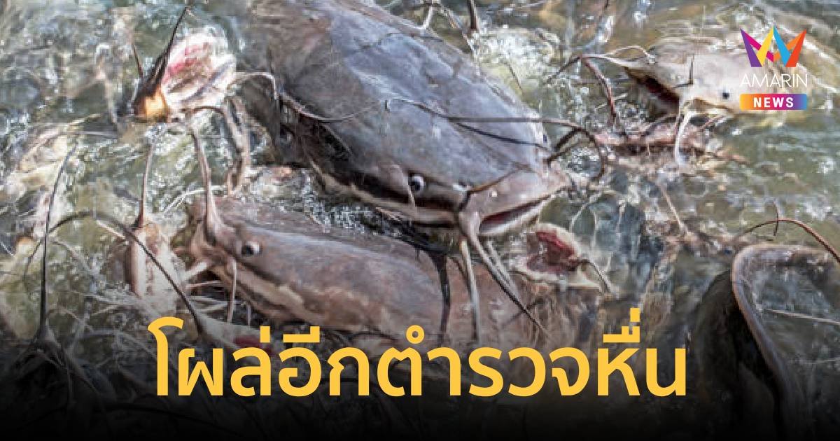 ตำรวจหื่นโผล่อีกที่อุบลฯ บอกมาให้อาหารปลาดุกทุกคืน แลกค่าปรับ