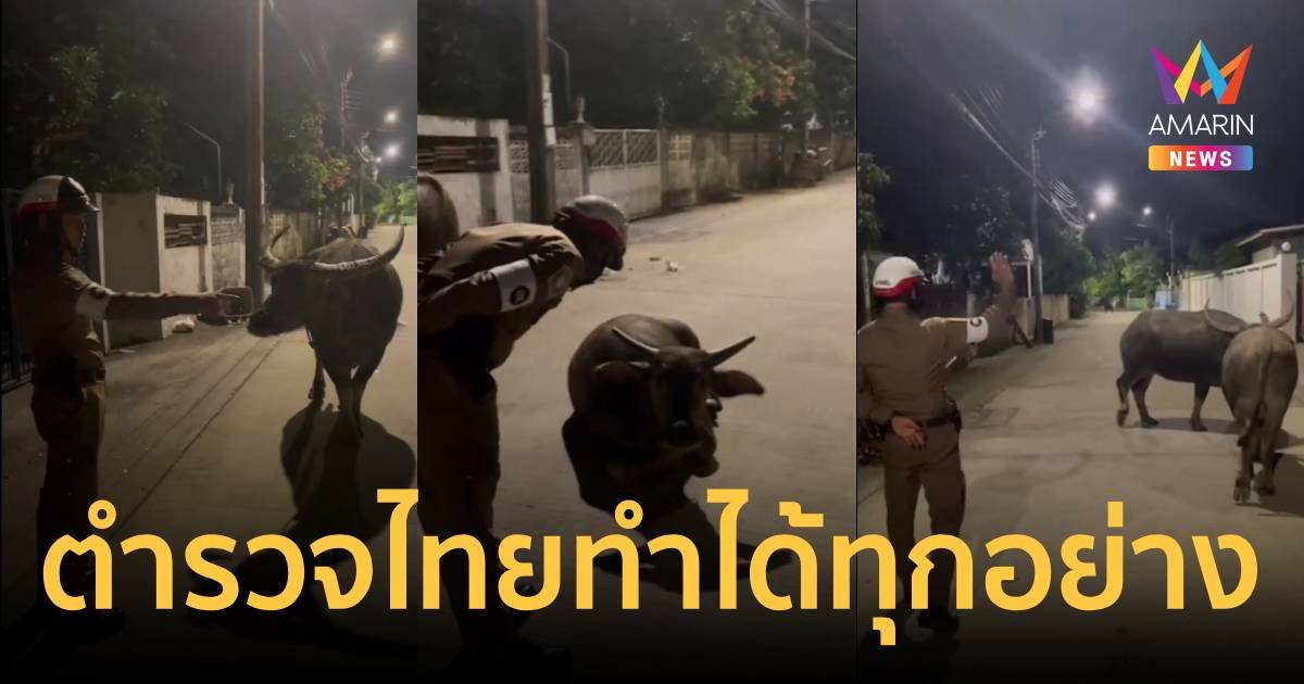 ฮือฮา! ตำรวจไทยทำได้ทุกเรื่อง เจรจาขอร้องควายได้สำเร็จ