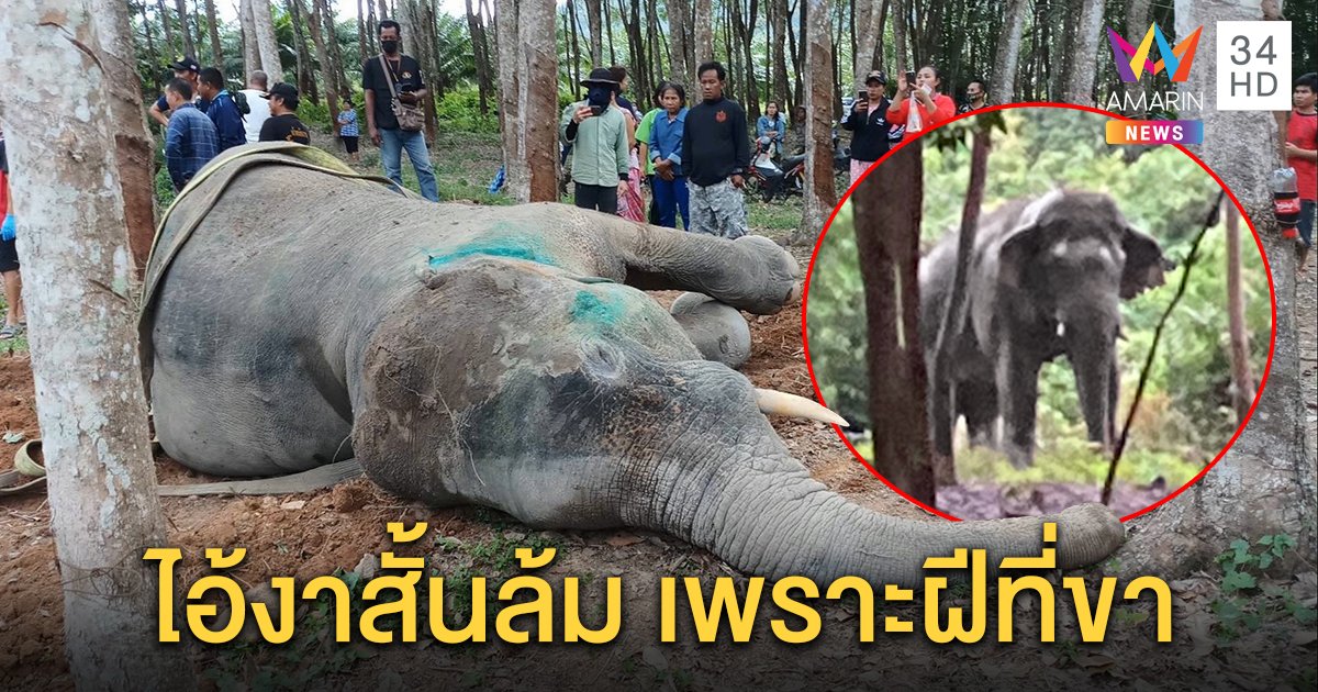 ล้มแล้ว! “ไอ้งาสั้น” ช้างป่าดุฆ่า 3 ศพ หมอยันกระสุนฝังทำติดเชื้อไม่เกี่ยวยิงยาซึม (คลิป)
