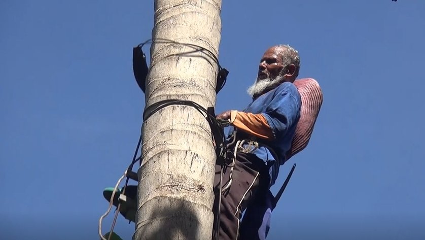 ตาวัย 70 ปีนต้นมะพร้าว