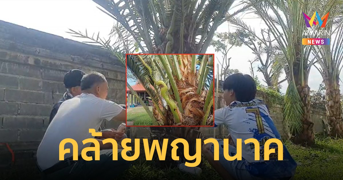 แห่ขอโชค! ต้นอินทผลัมออกใบคล้ายพญานาค ชาวบ้านส่องเลขเด็ดเสี่ยงโชค