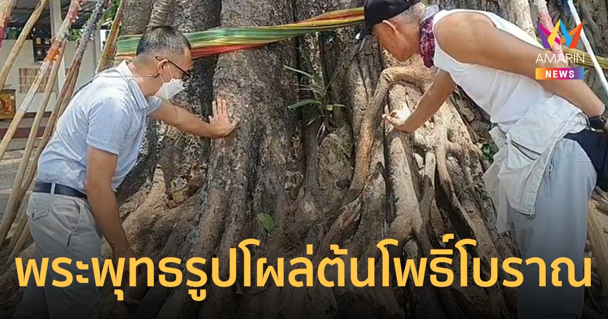ฮือฮา! พระพุทธรูปโพธิ์โผล่จอมปลวกใต้ต้นโพธิ์โบราณ อายุกว่า 500 ปี
