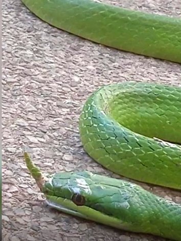 งูเขียวมีหงอน