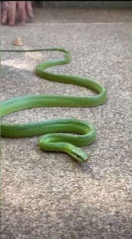 งูเขียว