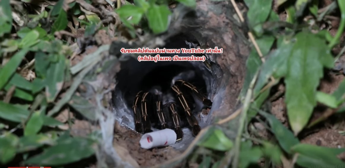 เลขเด็ด