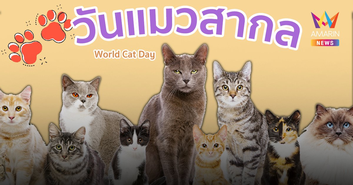 8 สิงหาคมของทุกปี วันแมวโลก (World Cat Day)