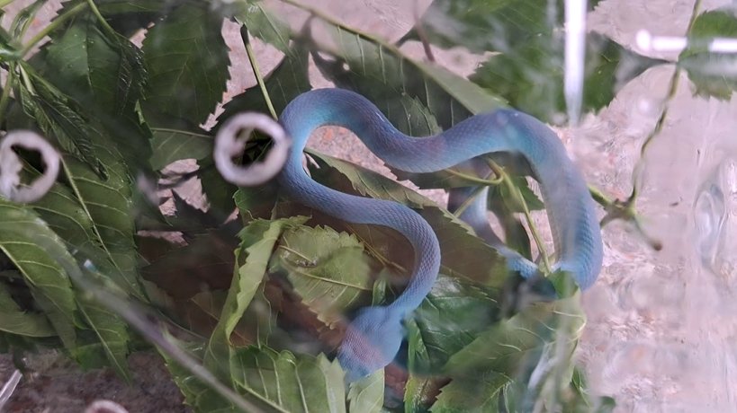 งูทิฟฟานี่บลู