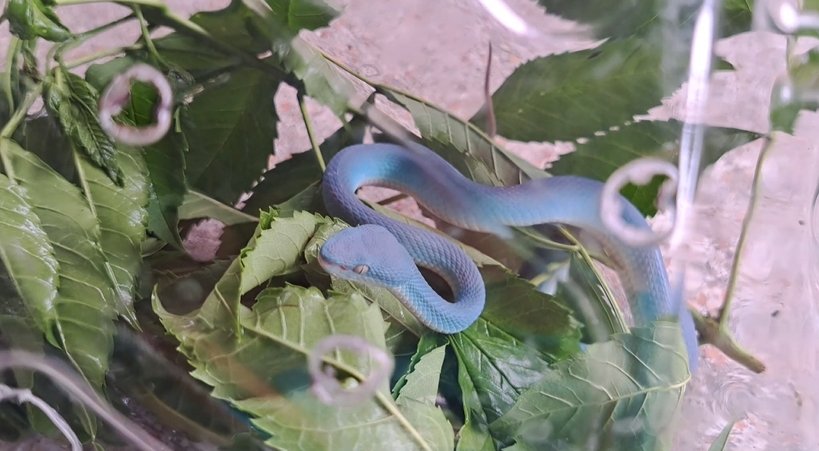 งูทิฟฟานี่บลู