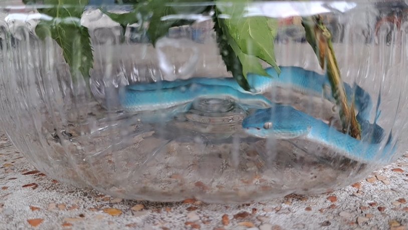 งูทิฟฟานี่บลู