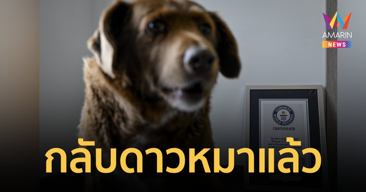 “Bobi” น้องหมาเจ้าของสถิติสุนัขอายุยืนที่สุดในโลก กลับดาวหมาแล้ว