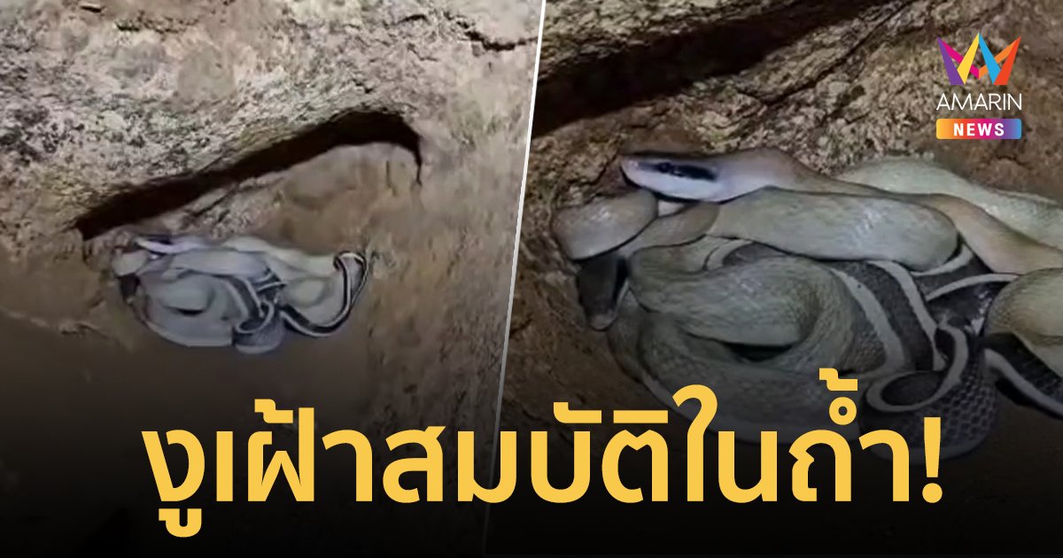 ฮือฮา! นักสำรวจถ้ำเจอ “งูกาบหมากหางนิล” โบราณเชื่อว่าเป็นงูเฝ้าสมบัติในถ้ำ