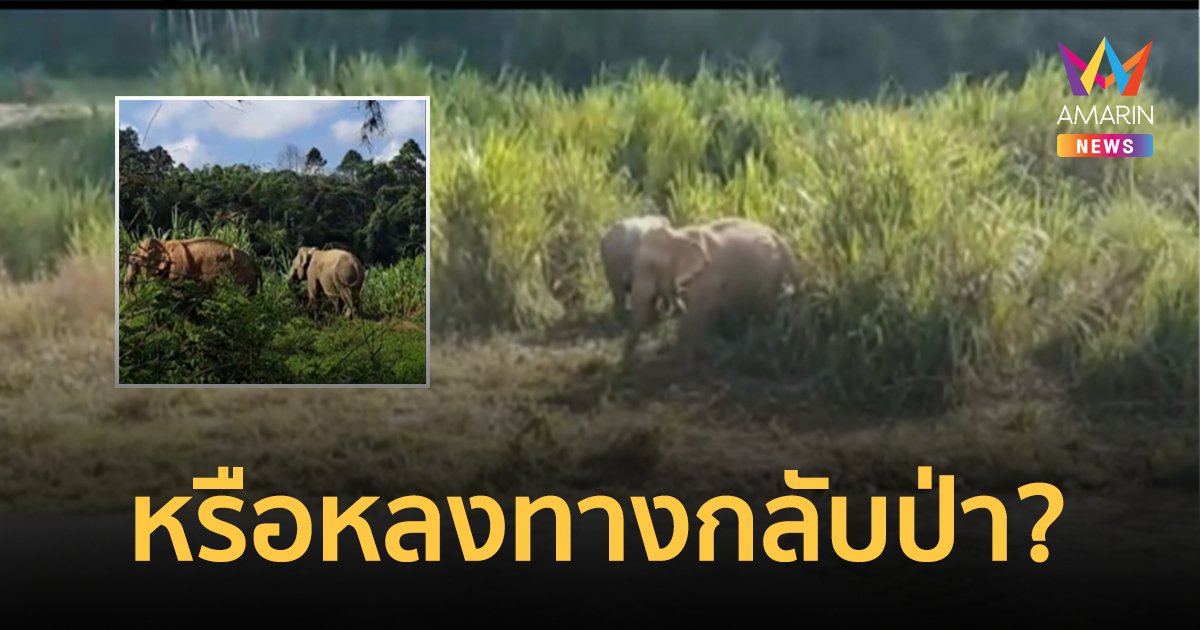 ชาวบ้านระทมหนัก “พลายไข่นุ้ย” ช้างป่ามาเป็นเพื่อนช้างบ้าน บุกสวนเกษตรกรยับ
