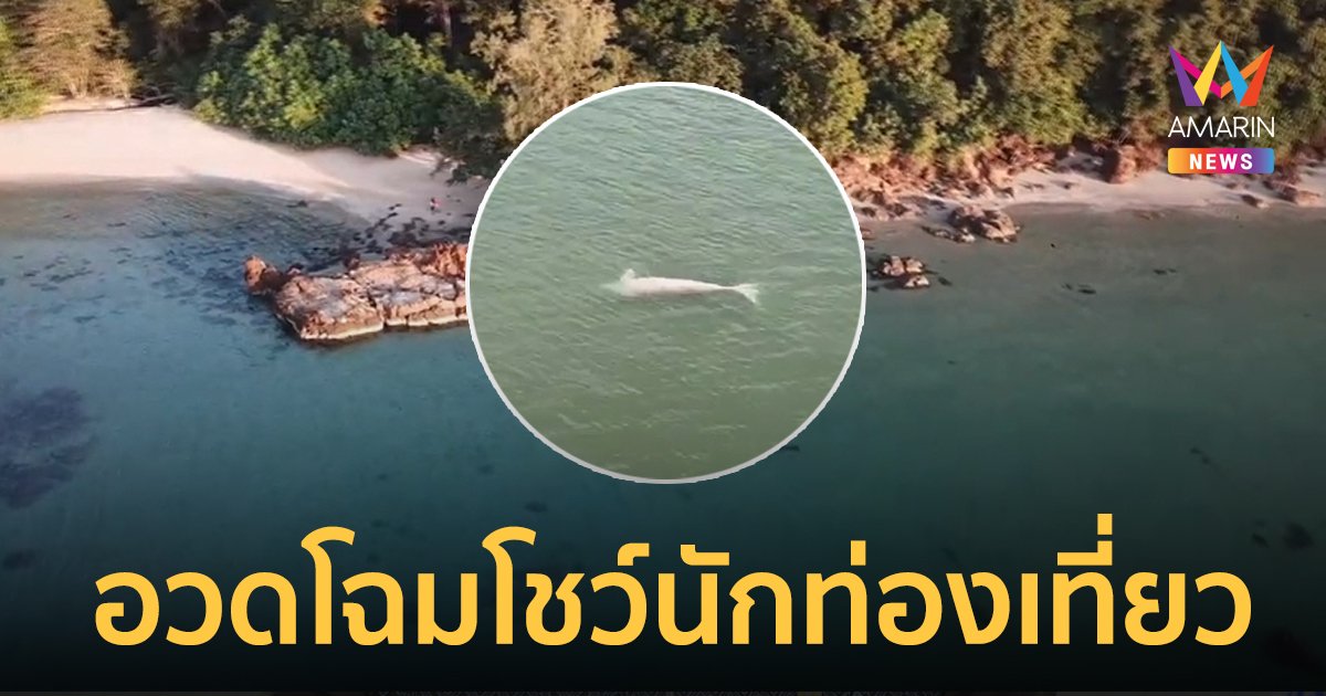 "พะยูนฝูงสุดท้าย"ของไทย อวดโฉมโชว์นักท่องเที่ยว กลางเกาะลิบง 