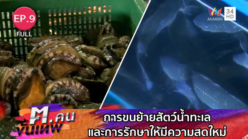 การขนย้ายสัตว์น้ำทะเล และการรักษาให้มีความสดใหม่ | ฅ.คนขั้นเทพ | EP.9