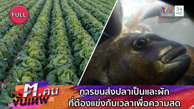 การขนส่งปลาเป็นและผักที่ต้องแข่งกับเวลาเพื่อความสด | ฅ.คนขั้นเทพ