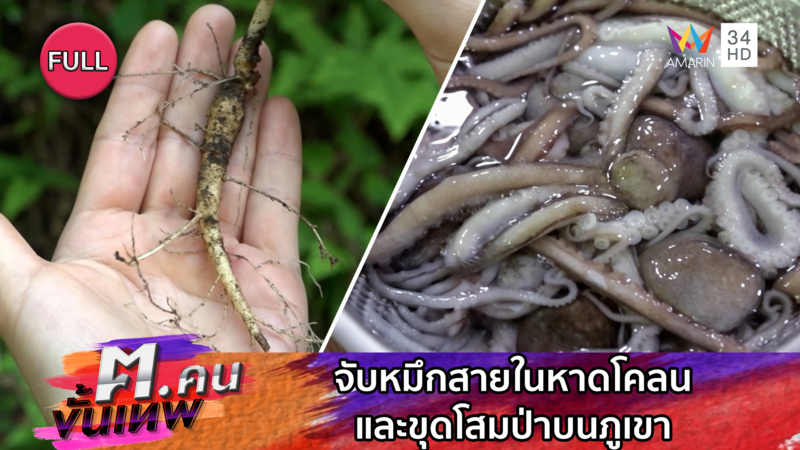 จับหมึกสายในหาดโคลนและขุดโสมป่าบนภูเขา | ฅ.คนขั้นเทพ