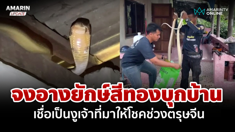 จงอางยักษ์สีทองบุกเข้าบ้าน เชื่อเป็นงูเจ้าที่มาให้โชคช่วงตรุษจีน