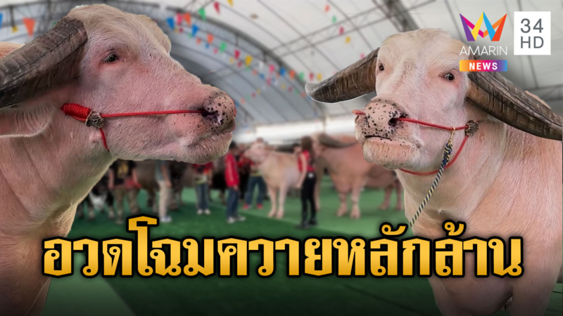 ฟาร์มดังทั่วไทยนำควายงามประชันโฉม มูลค่ารวมไม่ต่ำกว่า 500 ล้าน