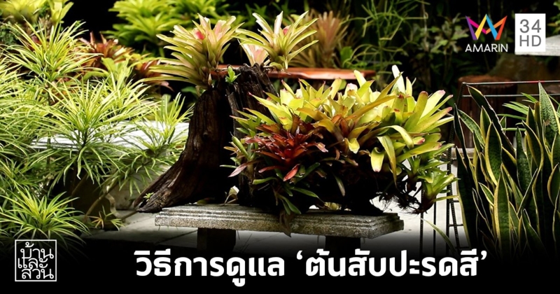 ไอเดียการดูแล "ต้นสัปปะสดสี" หรือโบรมีเลียด (Bromeliad)