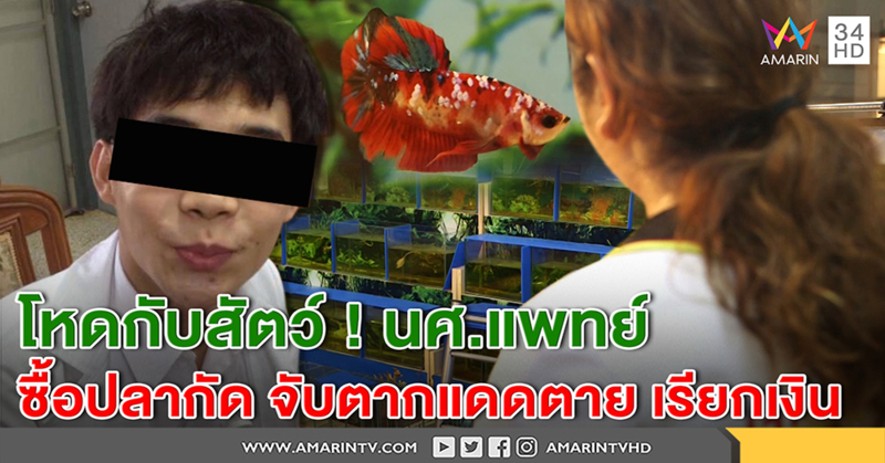 โหดกับสัตว์! ร้านปลากัดแฉ นศ.เเพทย์ซื้อปลาจับตากแดดตายเรียกเงิน ฉะอย่าอ้างป่วย สุดสะเทือนใจ! (คลิป)