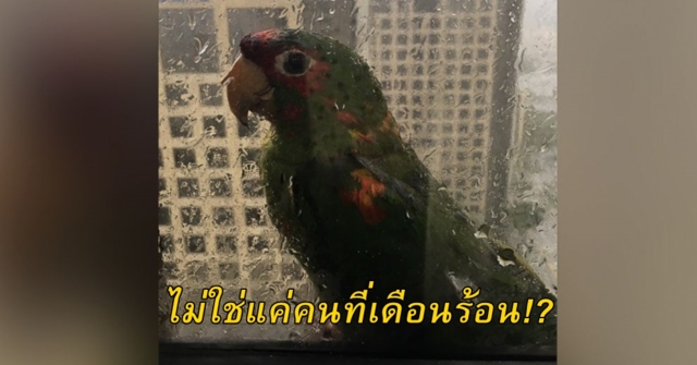 เดือดร้อนกันไปหมด!! เมื่อพายุเฮอริเคนเออร์มาพัดถล่ม เจ้านกแก้ว 2 ตัว จึงต้องมาหลบที่ขอบหน้าต่างตึกสูง