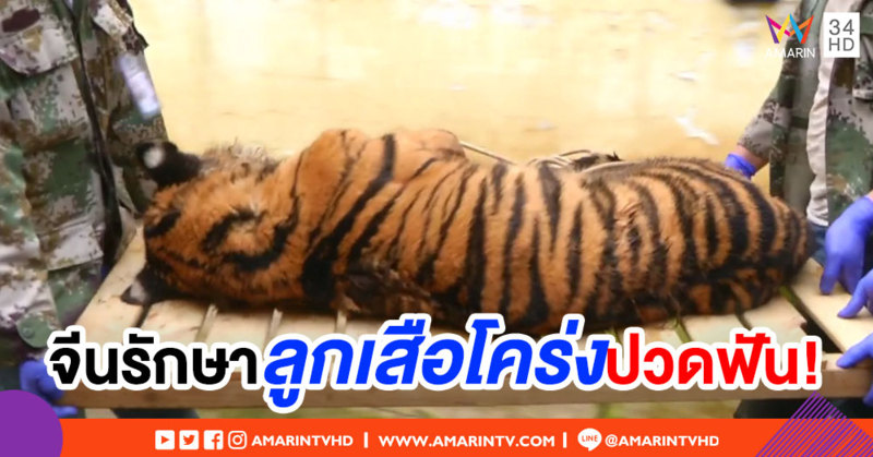 สวนสัตว์ยูนนานรักษา 'ลูกเสือโคร่งฟันผุ' หลังพบไม่กินอาหารนานร่วมสัปดาห์