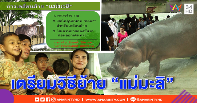 ฮิปโป “แม่มะลิ” แก่สุด 52 ปี “เขาดิน” ฉลองจัดวันเกิด ก่อนเตรียมย้ายไปเขาเขียว (คลิป)