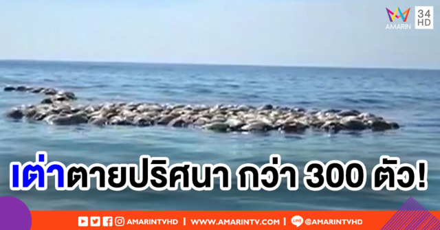 พบเต่าหญ้าตายปริศนากว่า 300 ตัวในเม็กซิโก จนท.เร่งหาสาเหตุ