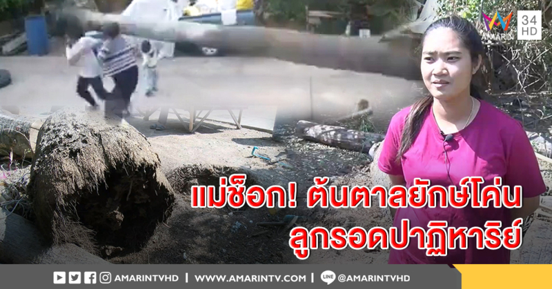 แม่เผยนาทีลูกเฉียดตาย! ปลวกแทะต้นตาลยักษ์โค่น เฉียดศีรษะเพียงคืบ